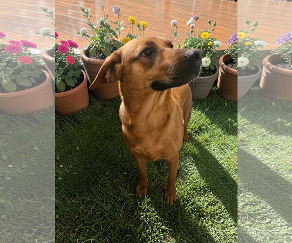Medium Photo #11 Black Mouth Cur-Unknown Mix Puppy For Sale in McKinney, TX, USA