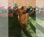 Small #10 Black Mouth Cur Mix
