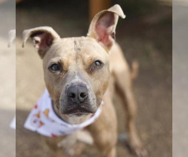 Medium Photo #1 American Staffordshire Terrier-Unknown Mix Puppy For Sale in San Antonio, TX, USA