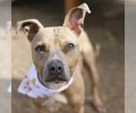 Small American Staffordshire Terrier Mix