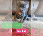 Small Photo #10 American Pit Bull Terrier Puppy For Sale in CARROLLTON, GA, USA