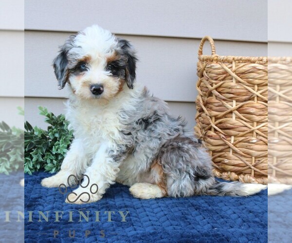 Medium Photo #4 Bernedoodle (Miniature) Puppy For Sale in PARADISE, PA, USA