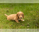 Small Photo #17 Dachshund Puppy For Sale in MILFORD, IN, USA