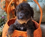 Image preview for Ad Listing. Nickname: Max
