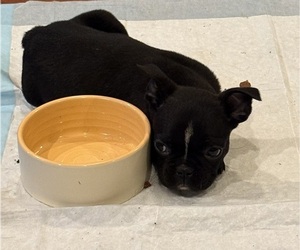 French Bulldog Puppy for sale in DAVISON, MI, USA