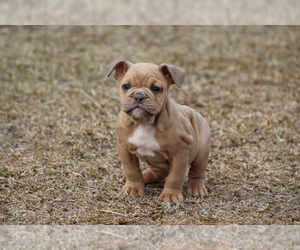 Olde English Bulldogge Puppy for sale in LANCASTER, SC, USA