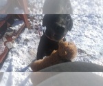 Small Photo #1 Labrador Retriever Puppy For Sale in PLAINFIELD, IL, USA