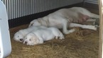 Small Photo #19 Anatolian Shepherd-Great Pyrenees Mix Puppy For Sale in CALVIN, OK, USA