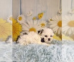 Small #7 ShihPoo