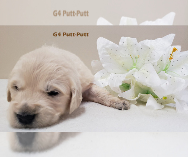 Medium Photo #2 Golden Retriever Puppy For Sale in MILFORD, MI, USA