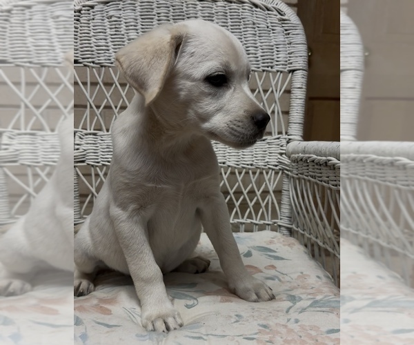 Medium Photo #10 Labrador Retriever Puppy For Sale in SPRINGFIELD, MO, USA