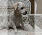 Small #9 Labrador Retriever