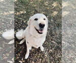 Small #10 Great Pyrenees