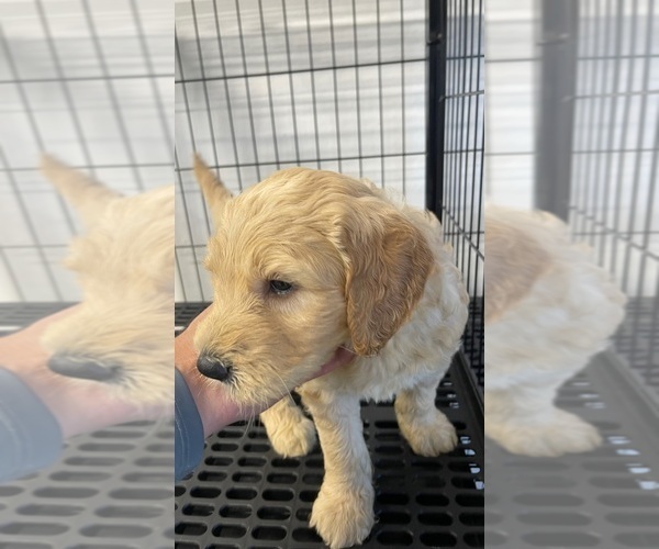 Medium Photo #5 Goldendoodle Puppy For Sale in SAN DIEGO, CA, USA