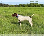 Small Photo #1 German Shorthaired Pointer Puppy For Sale in LEWELLEN, NE, USA