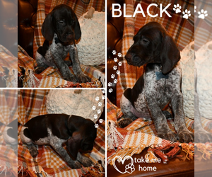 German Shorthaired Pointer Puppy for Sale in HACIENDA HEIGHTS, California USA