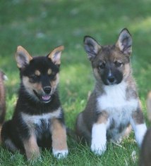 German Shepherd Dog-Siberian Husky Mix Puppy for sale in WEBBERVILLE, MI, USA