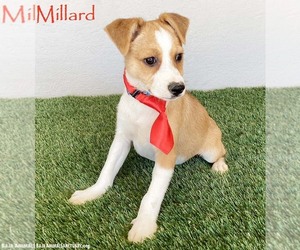 Jug Dogs for adoption in San Diego, CA, USA