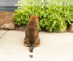 Small #4 Shiba Inu