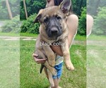 Small #3 German Shepherd Dog
