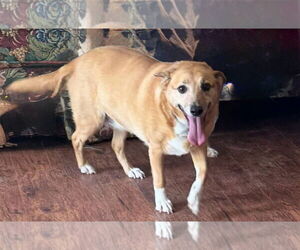 Beagle-Unknown Mix Dogs for adoption in Alexander, AR, USA