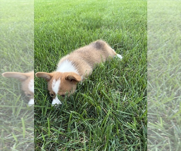 Medium Photo #31 Pembroke Welsh Corgi Puppy For Sale in MILFORD, IN, USA