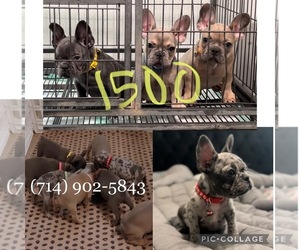 French Bulldog Puppy for sale in RIVERSIDE, CA, USA