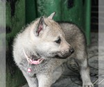 Small Photo #13 Czech Wolfdog-Wolf Hybrid Mix Puppy For Sale in Darova, Timis, Romainia
