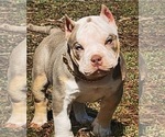 Small Photo #5 American Bully Puppy For Sale in LENOX, MA, USA