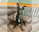 Small #10 German Shepherd Dog Mix