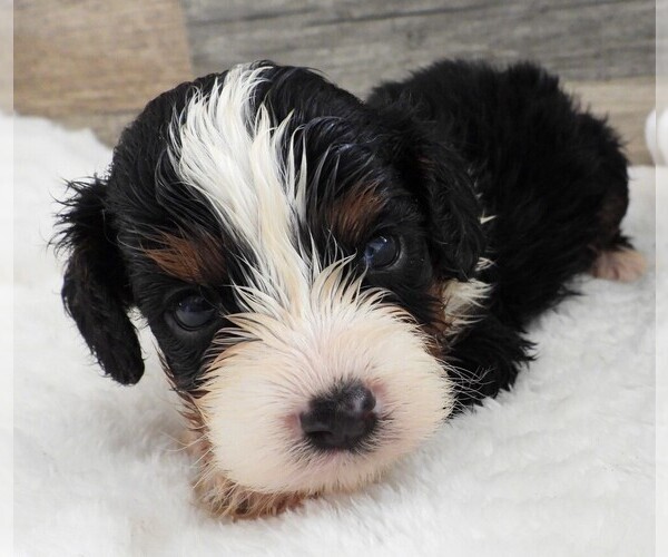 Medium Photo #3 Cavapoo Puppy For Sale in CARLISLE, KY, USA