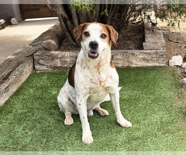 Medium Photo #3 Beagle-Unknown Mix Puppy For Sale in Albuquerque, NM, USA