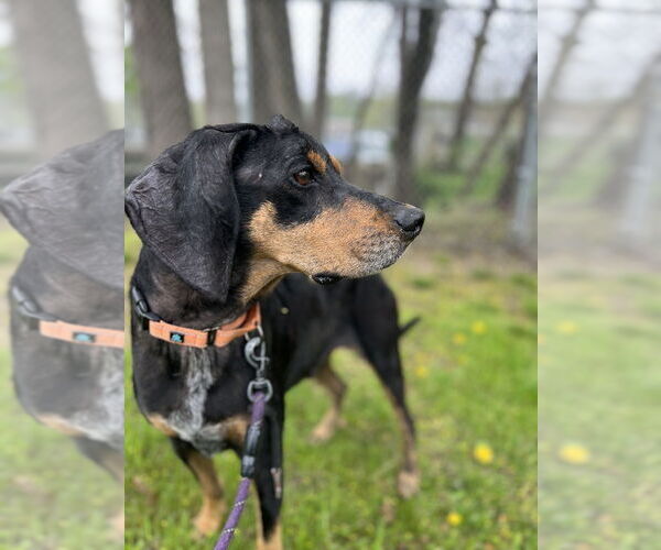 Medium Photo #5 Mutt Puppy For Sale in Elmsford, NY, USA