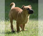 Small #7 Retriever  Mix