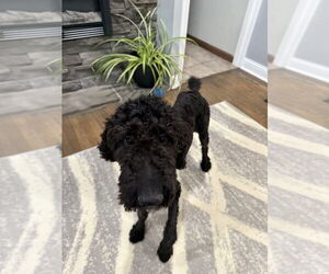 Poodle (Standard) Dogs for adoption in Aurora, IN, USA