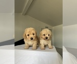 Small Photo #2 Poodle (Toy) Puppy For Sale in SAN BERNARDINO, CA, USA