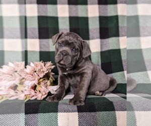 Cane Corso Puppy for sale in KIRKWOOD, PA, USA