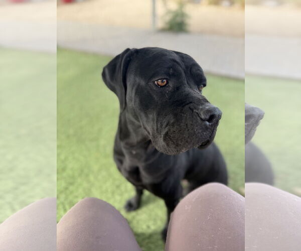 Medium Photo #3 Mutt Puppy For Sale in Goodyear, AZ, USA