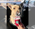 Small #3 German Shepherd Dog
