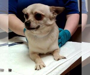 Chihuahua-Unknown Mix Dogs for adoption in Martinez, CA, USA