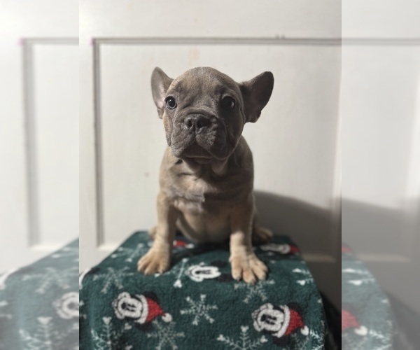 Medium Photo #20 French Bulldog Puppy For Sale in RIVERSIDE, NJ, USA