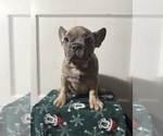 Small #1 French Bulldog
