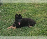 Small #4 German Shepherd Dog