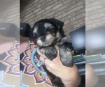 Small Photo #1 Morkie Puppy For Sale in LUBBOCK, TX, USA