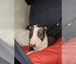 Small Photo #3 Bull Terrier Puppy For Sale in FAYETTEVILLE, NC, USA