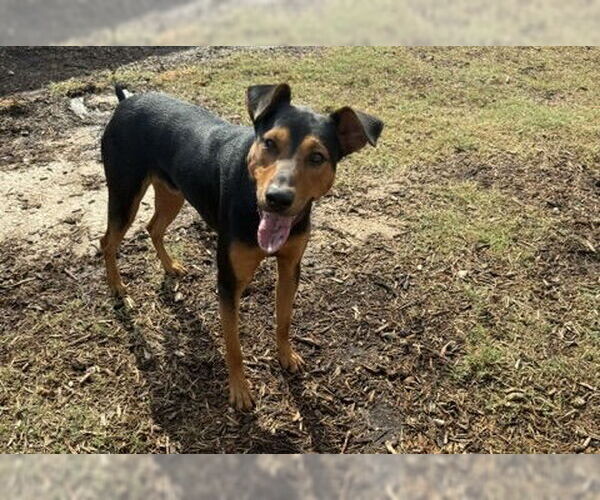 Medium Photo #2 Doberman Pinscher-Unknown Mix Puppy For Sale in Houston, TX, USA
