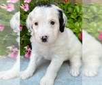 Puppy 5 Bernedoodle