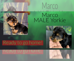 Yorkshire Terrier Puppy for sale in AZLE, TX, USA