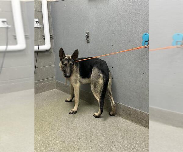 Medium Photo #1 German Shepherd Dog-Unknown Mix Puppy For Sale in Las Vegas, NV, USA