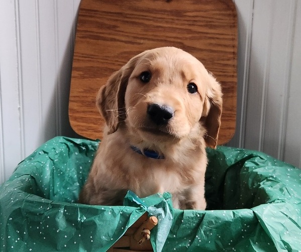 Medium Photo #1 Golden Retriever Puppy For Sale in THOMASTON, ME, USA